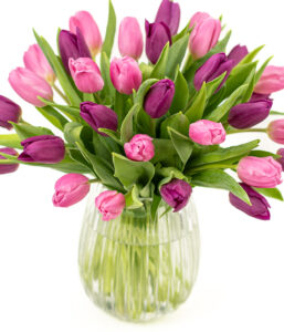 Simply Tulips