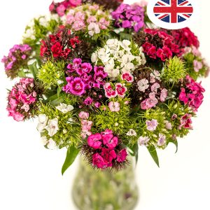 British Sweet Williams